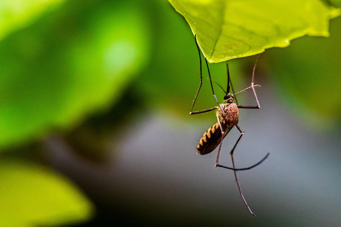 The Best Midge and Mosquito Repellent in 2021