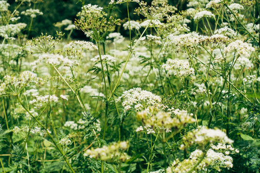 Top edible plants you can find foraging