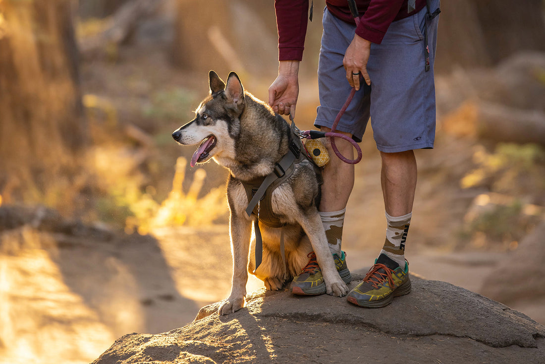 Take your furry companion with you on epic hikes