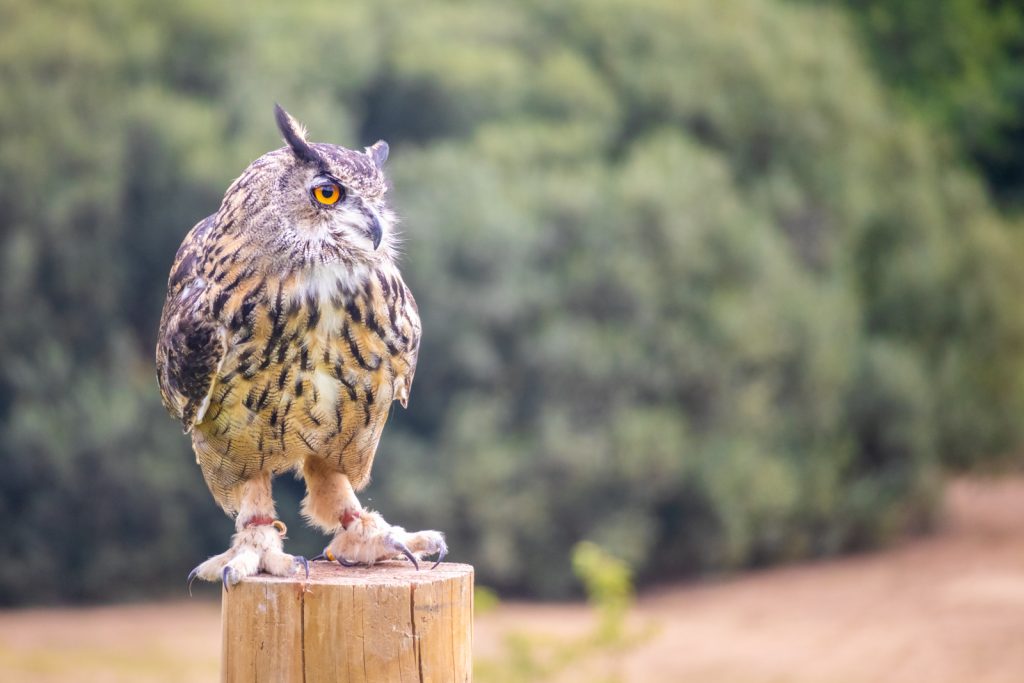 An Eagle Owl at the British Bird of Prey Centre