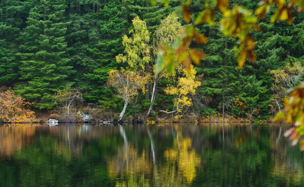 Trees starting to change colour at Loch Ard Forest