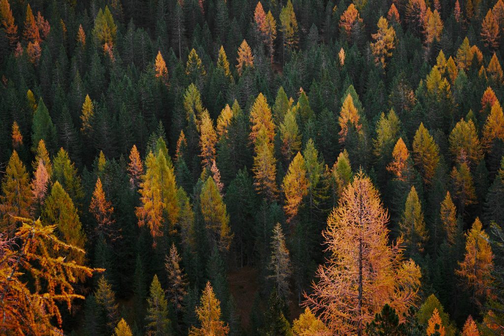 Trees slowly change colour from green to orange, red, and yellow